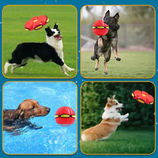 DoggieFoldBall: Pelota Frisbee