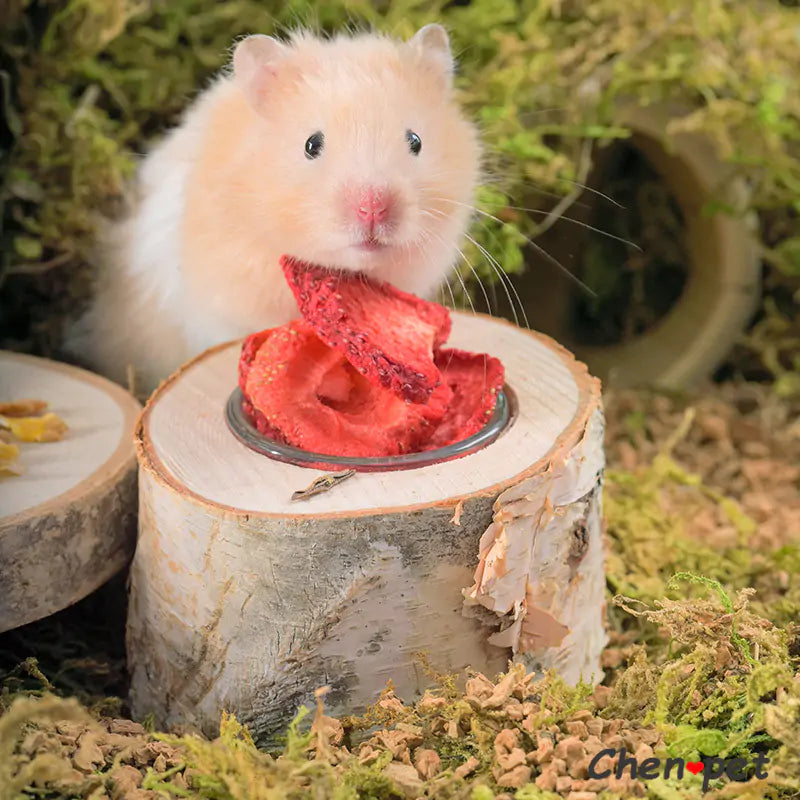 Hamster'sHome: Deco Hámster